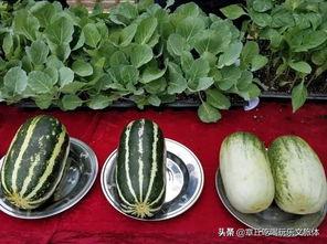 大娱乐吃瓜,大娱乐吃瓜，揭秘明星幕后故事