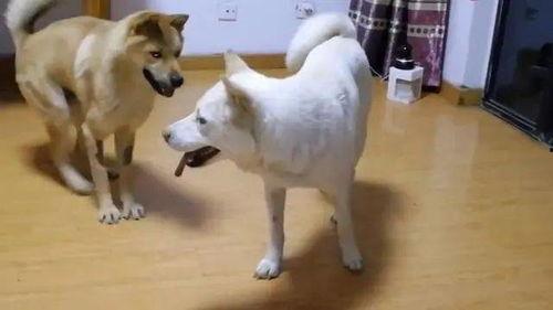 娱乐吃瓜酱忠犬,吃瓜酱的忠实伴侣