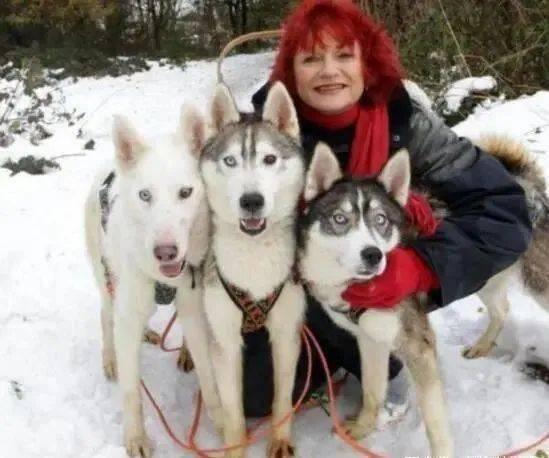 要哈士奇大腚娱乐吃瓜酱,吃瓜酱带你领略萌宠界的欢乐盛宴