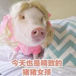 娱乐吃瓜酱猪猪,揭秘娱乐圈那些不为人知的幕后故事