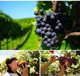 娱乐吃瓜酱葡萄娱乐,揭秘娱乐圈幕后故事与趣味瞬间