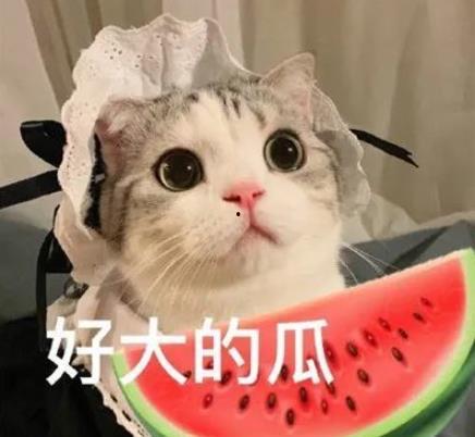 娱乐圈猫猫吃瓜小说,猫猫吃瓜，揭秘明星背后的秘密