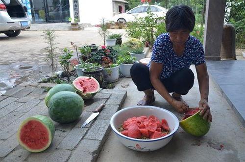 娱乐吃瓜酱花期