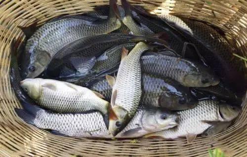 娱乐吃瓜酱钓鱼