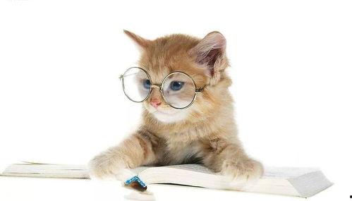 吃瓜娱乐酱猫,揭秘娱乐圈那些不为人知的幕后故事