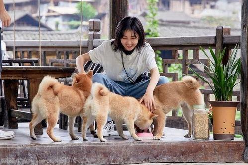 娱乐吃瓜酱阿姨卖小狗,娱乐吃瓜酱背后的温馨故事
